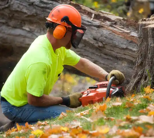 tree services Marquette